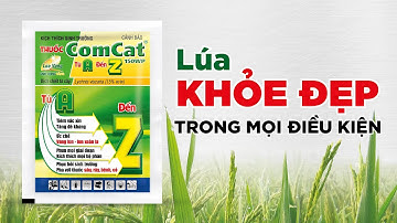 ComCat 150WP từ A đến Z: Cây LÚA KHỎE từ A đến Z trong mọi điều kiện