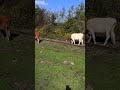 Коровы на рельсах