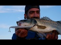 Savage Salt à Marseille : pêche du bord aux leurres  (loup, barracuda, pélamide...)