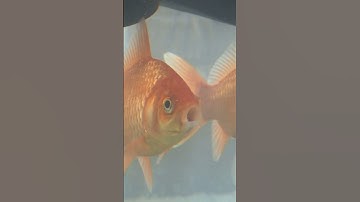 Fishy Fables: The Truth Behind the Goldfish Memory! #facts #shorts #shortvideo #short