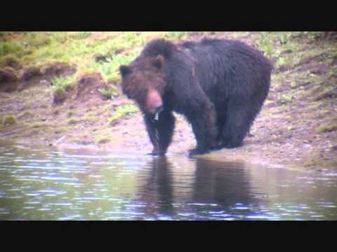 Yellowstone Grizzly Dines on Carcass & is Shooed Away by Bison.