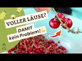 Läuse-Schock bei der Ernte? So kriegst du sie runter!💡4 Hausmittel