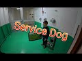 Service Dogs on Margaritaville at Sea