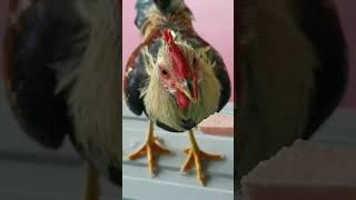 Guam Jungle Chicken