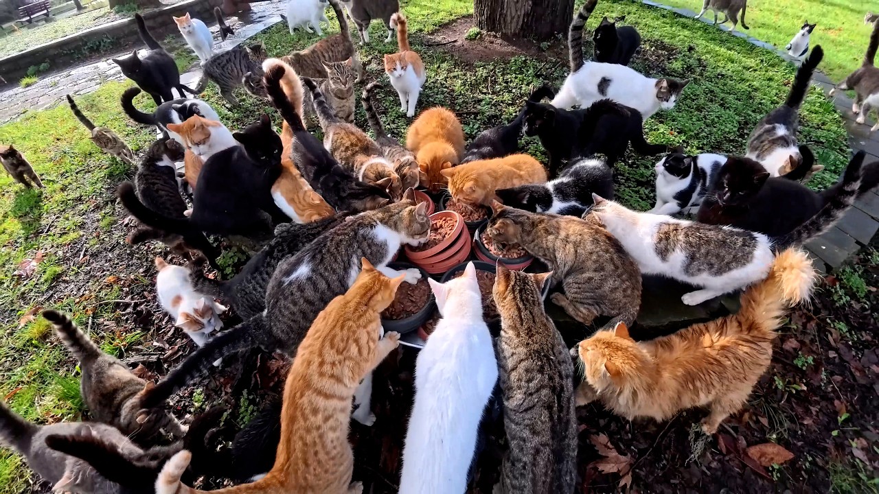 Одним лишь шёпотом он зовёт — и кошки всего города бегут к нему, ведомые чистой любовью.