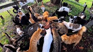 With a single whisper, the city’s cats come running to him, guided by pure love. screenshot 1