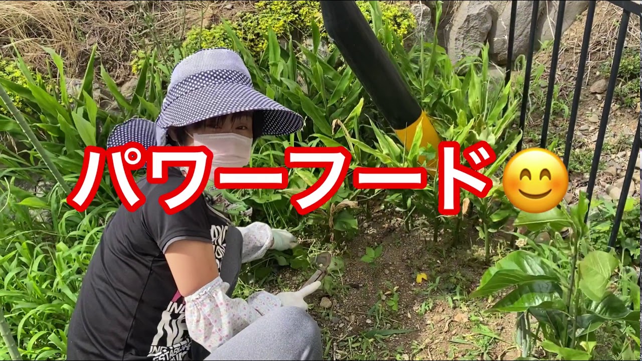 自然農法チャレンジ中の草刈りチカッペの巻 Youtube