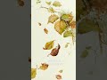 다시는 돌아오지 못할 것들을 · The things that can never return #Shorts