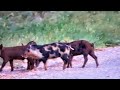 🐖 4K. I was taking an evening stroll in Texas when this happened! 🐗