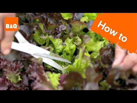 How to grow & harvest salad leaves