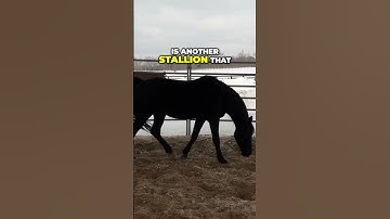 Understanding Stallion Behavior: Key Riding Insights