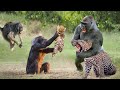 Too Brutal! Crazy Baboons Chase, Attack Mother Leopard And Kill Cub - Leopard Vs Baboons