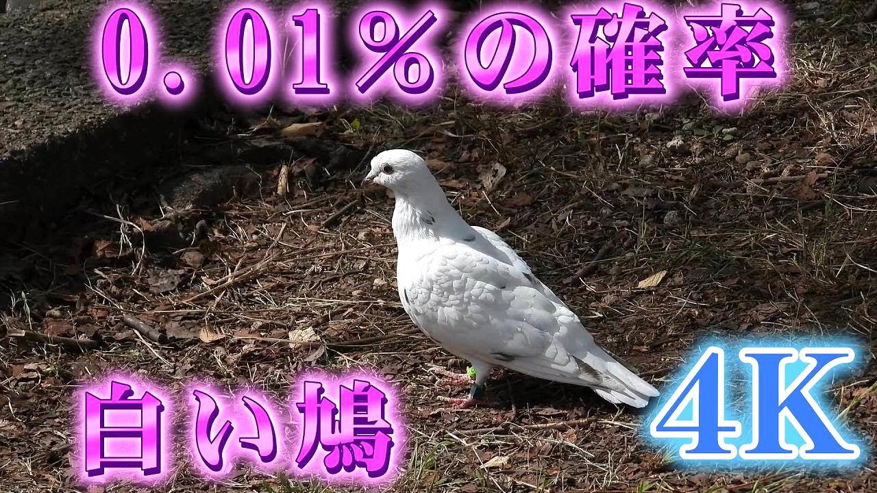 白い鳩」平和のシンボルでもあり、幸運が訪れる暗示だとか（4K) - YouTube