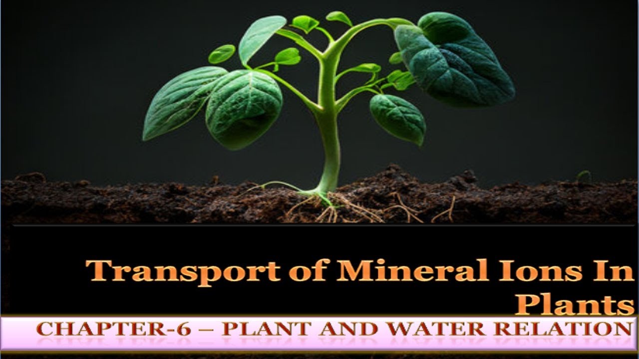 |Transport of Mineral ions In plants | Chapter 6- Plant and Water ...