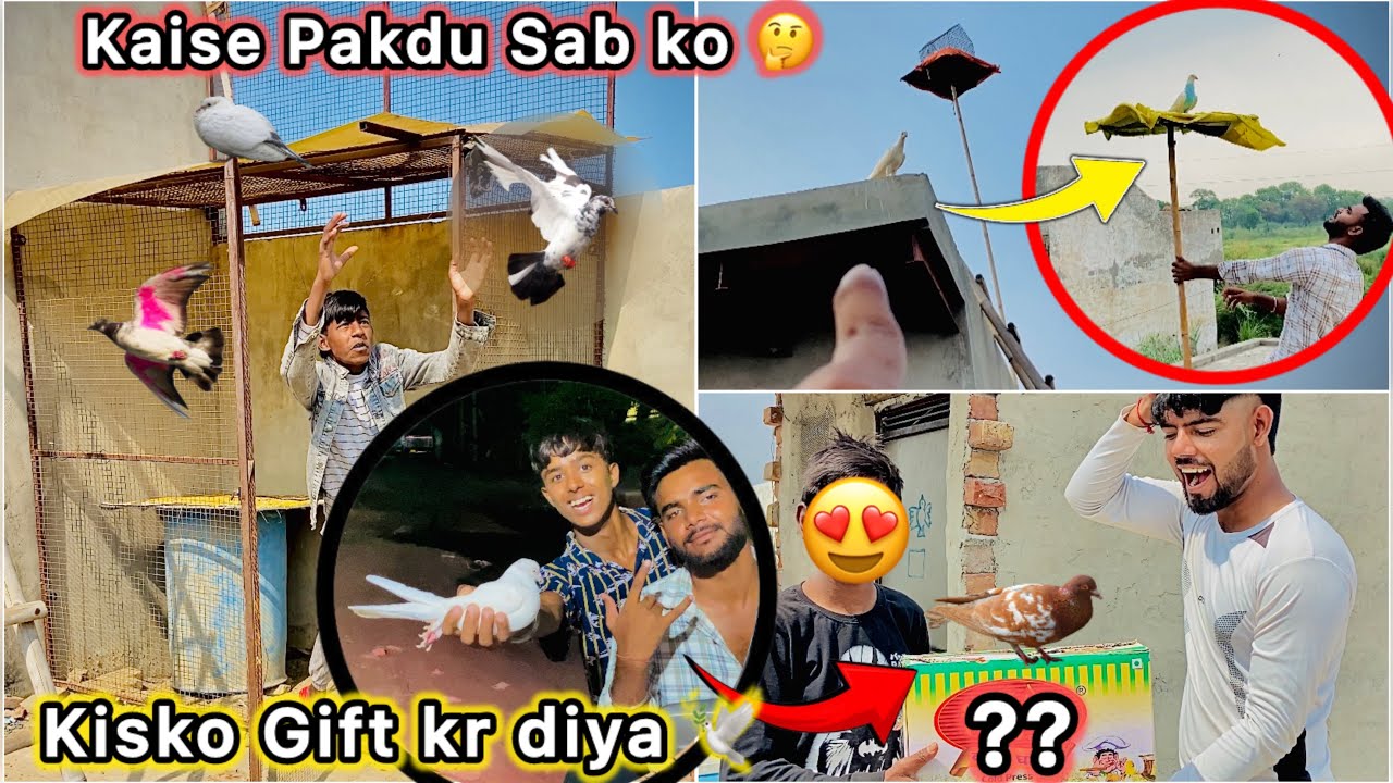 Pakda hua Kabutar Gift kr diya 🥰 || Naye Bacche 🕊️ Urr Gaye 🥺 