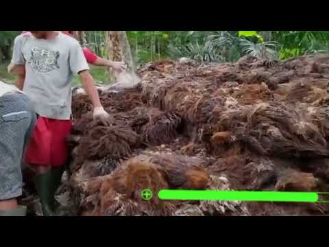 Jamur Di Buah Sawit