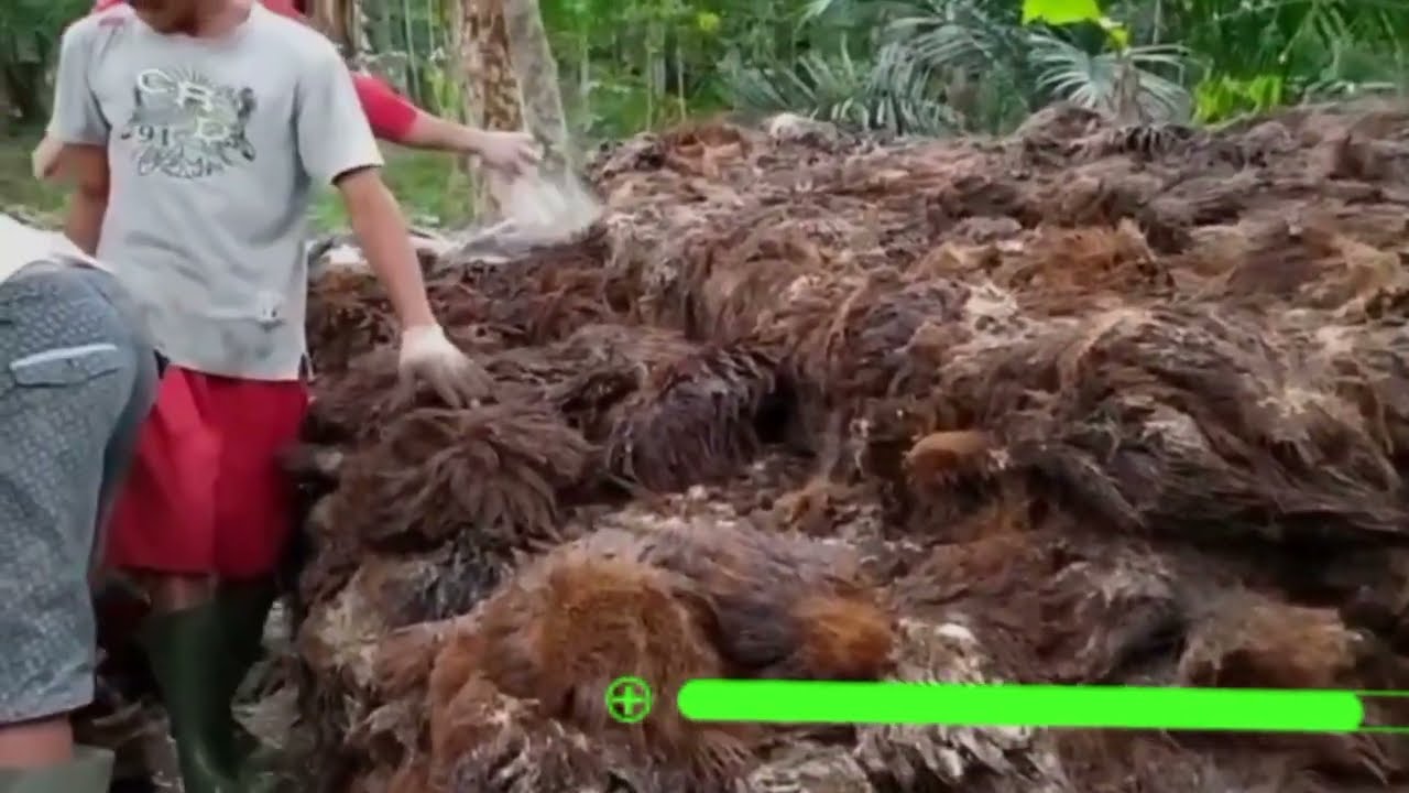 SUKSES BUDIDAYA JAMUR DARI TANDAN SAWIT