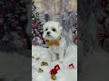 джентльмен 🐶 #забавныеживотные #goodgrooming #groomed #смешныевидео #новыйгод2025 #новыйгод