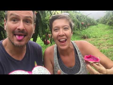 Vidéo: Pitahaya Dragon Fruit : Conseils sur la culture des arbres fruitiers du dragon