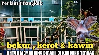 Perkutut bangkok bekur kerot dan kawin cocok buat pancingan di kandang ternak ||di jamin manjur