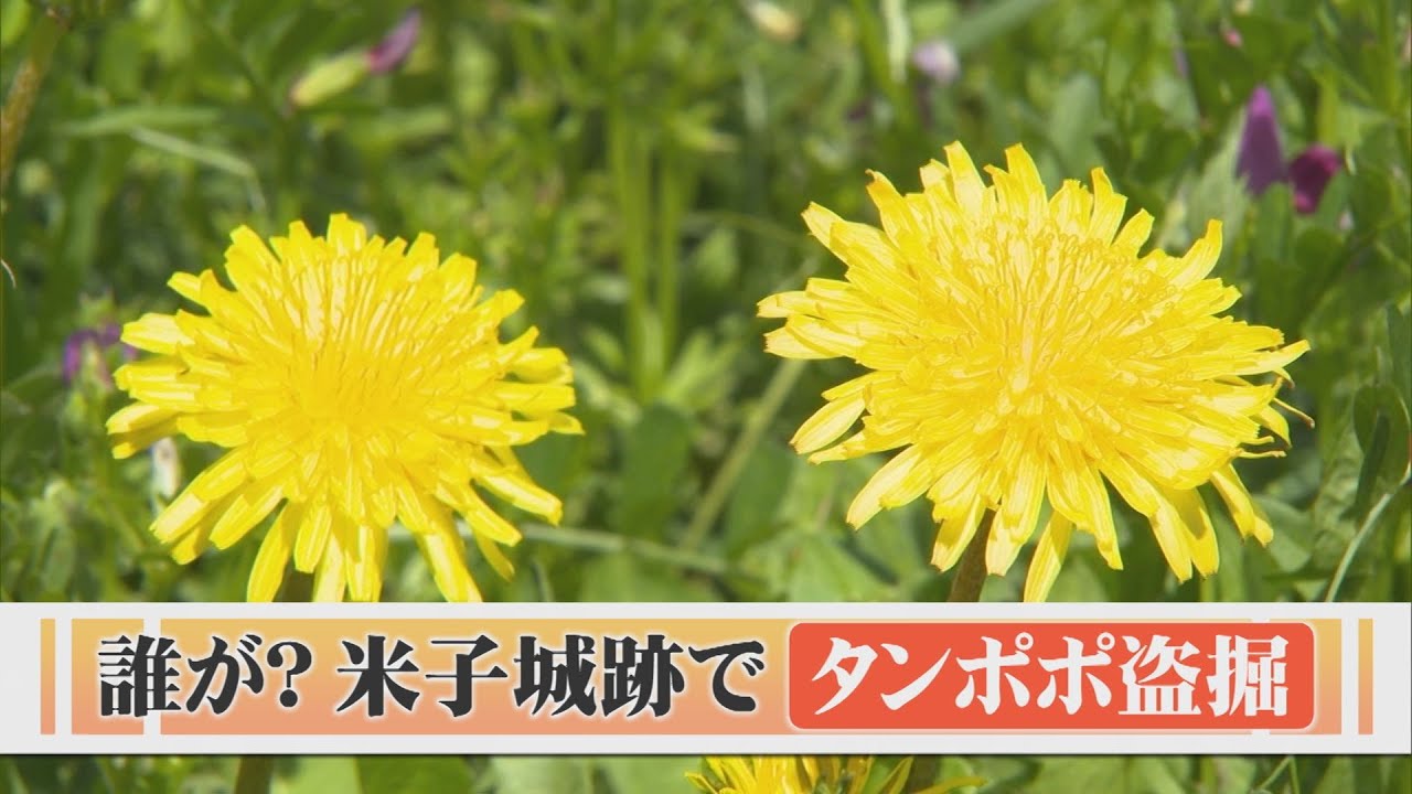 誰が？何のために？在来種「トウカイタンポポ」の盗掘相次ぐ 殿様の 