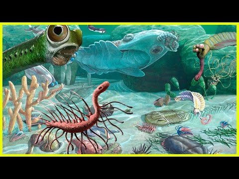 Vídeo: Que tipo de animais existiam na era pré-cambriana?