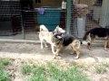 The Canine Classroom Dog & Puppy Training - Large Dogs Socializing The Canine Classroom Dog & Puppy Training - Large Dogs Socializing