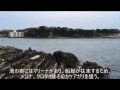 油壺 東大臨海実験所下の磯【釣り場情報】 Fishing point Rocky shore under Aburatsubo Tokyo Univ.Marine biological station