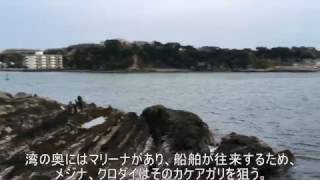 油壺 東大臨海実験所下の磯【釣り場情報】 Fishing point Rocky shore under Aburatsubo Tokyo Univ.Marine biological station
