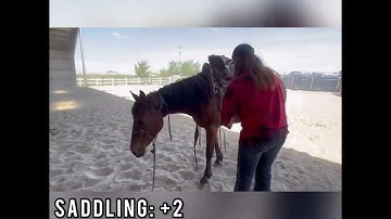 TQA Colt Starting Groundwork and Phase 1 Spring 2023