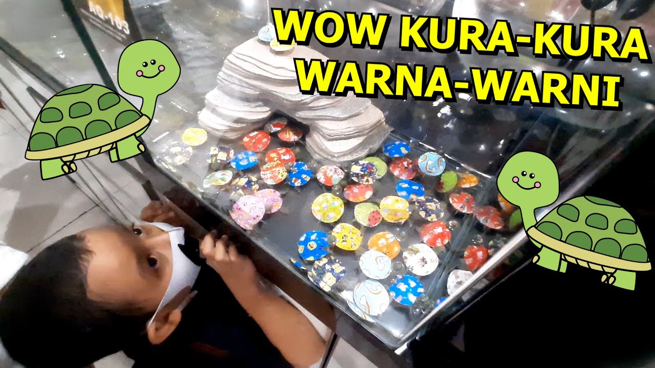 Beli Kura Kura Lucu Warna Warni Untuk Peliharaan Baru Azufi Youtube