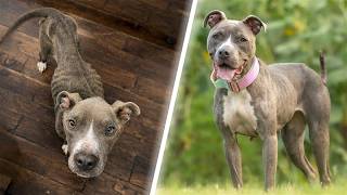 Barely Skin And Bones Dog Makes Incredible Comeback