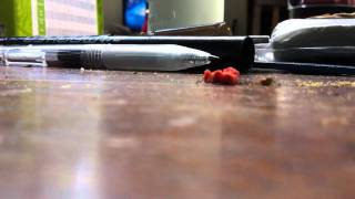 Hawaiian Ants move object!