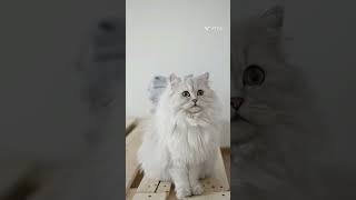 Baby Cats - Cute And Funny Cat Videos Compilation Abhinav Nigam Pets