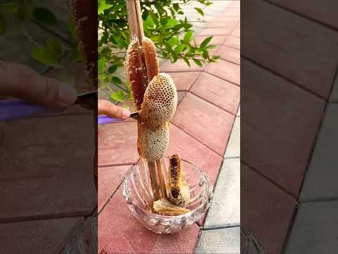 ذهب الجبال عسل بوطويق 