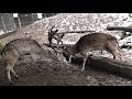 Вот это бой! Вот это техника и хитрость у Оленей! Here's the fight! Deer technique and cunning!