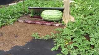 How to grow giant watermelons part 1 (6-30-13)