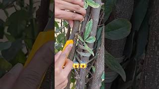 I Grafted Two Different Trees Together 😱  #experiment #mrnextoo #shorts