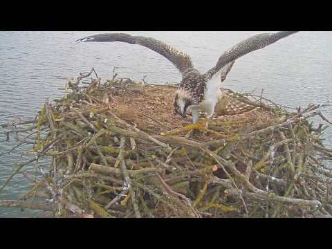 Balancing on fish - YouTube