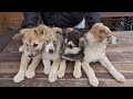 Спасаем брошенных щенят с улицы Волонтеры Дари добро Нск