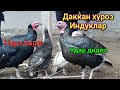 ИНДУК ТОВУК ДАККАН ХУРОЗЛАРДАН НАРХЛАРИ БЕКОБОД