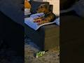 Our airedale Trevor loves camping content #dogs #dogshorts #rvlife #rv #campinglife