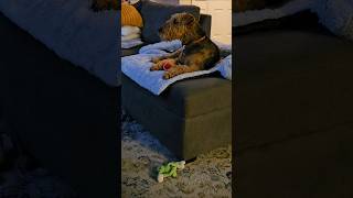 Our airedale Trevor loves camping content #dogs #dogshorts #rvlife #rv #campinglife