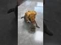 “When a chicken pecks a cat’s tail 😅” #cat #animallife #funny #petsrule #pets #shorts