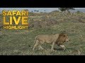 Rising Tempers: Male Lion Chases After Another Male