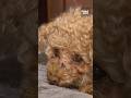 Oscar the sick, injured poodle rescued from garbage bin in BC park