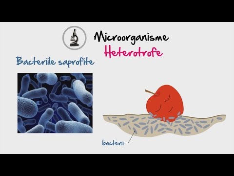 Biologie - Microorganisme | WinSchool