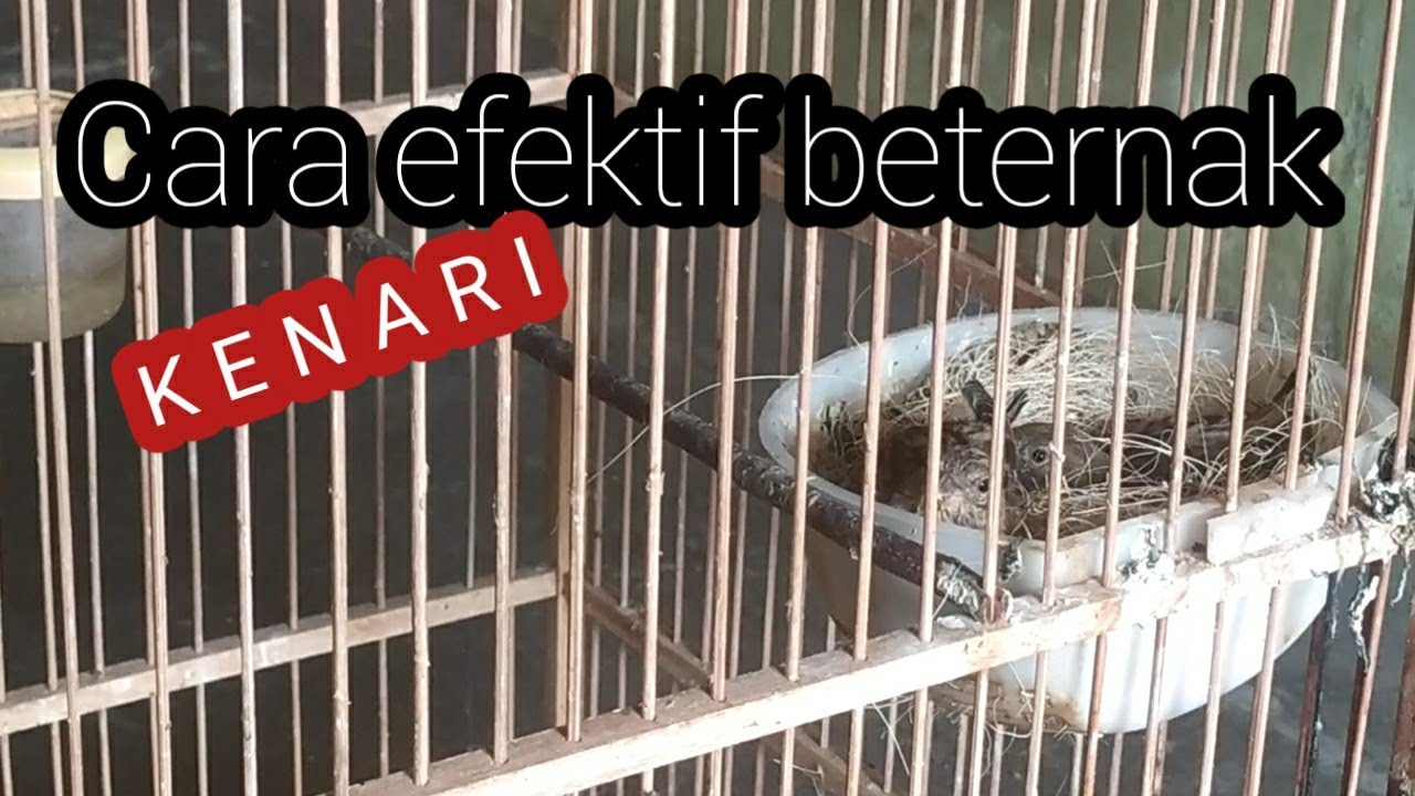 Cara ternak Kenari Sistim cabut Untuk Pemula#Breding Kenari# 