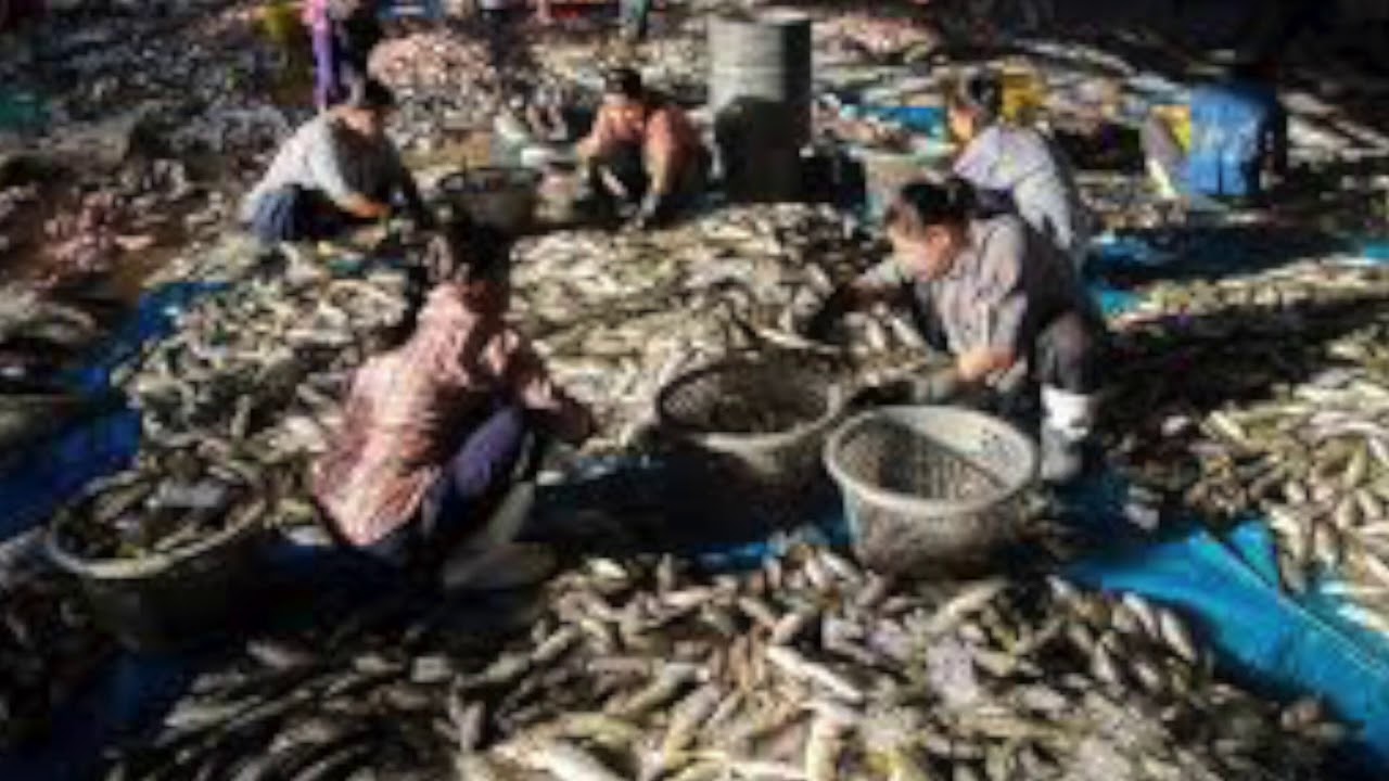 Промышленность тайланда. Рыболовство в Тайланде. Промышленность Таиланда. Таиланд Рыбная промышленность. Рыболовство Судана.