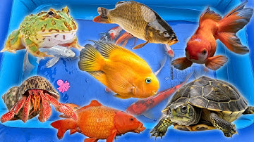 Thỏ vlog lái xe công nông tìm các con vật trong quả trứng, bất ngờ gặp con ếch, cá vàng, rùa